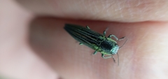 Agrilus sulcatulus