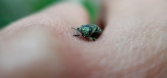 Agrilus sulcatulus