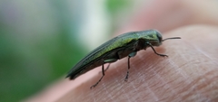 Agrilus sulcatulus