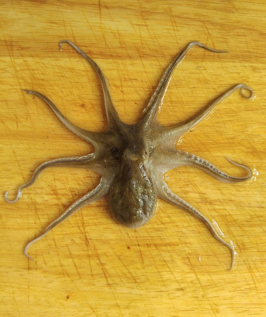 Webfoot Octopus