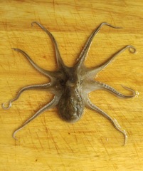 Amphioctopus membranaceus