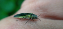 Agrilus sulcatulus