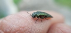 Agrilus sulcatulus