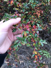 Cotoneaster divaricatus
