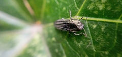 Agrilus sulcatulus