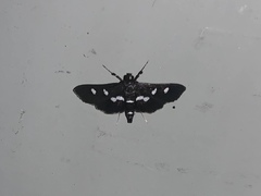 Desmia maculalis