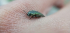 Agrilus sulcatulus
