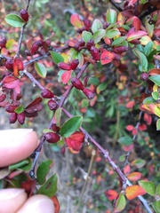Cotoneaster divaricatus