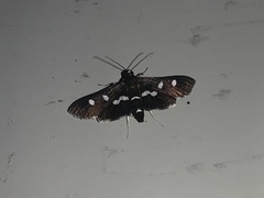 Desmia maculalis
