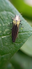 Agrilus sulcatulus
