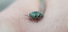 Agrilus sulcatulus