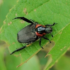 Strigoderma sulcipennis