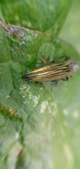Agrilus sulcatulus