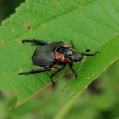Strigoderma sulcipennis
