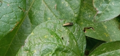 Agrilus sulcatulus