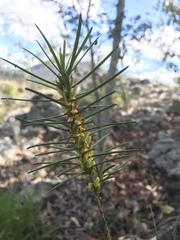 Bertya pinifolia