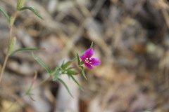 Clarkia purpurea