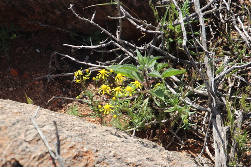 Image of Senecio abruptus by (c) Tony Rebelo, some rights reserved (CC BY-SA)