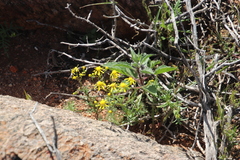 Senecio abruptus