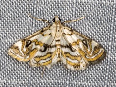 Parapoynx polydectalis