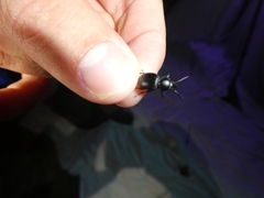 Tentyria mucronata