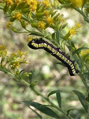 Cucullia convexipennis