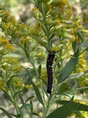 Cucullia convexipennis