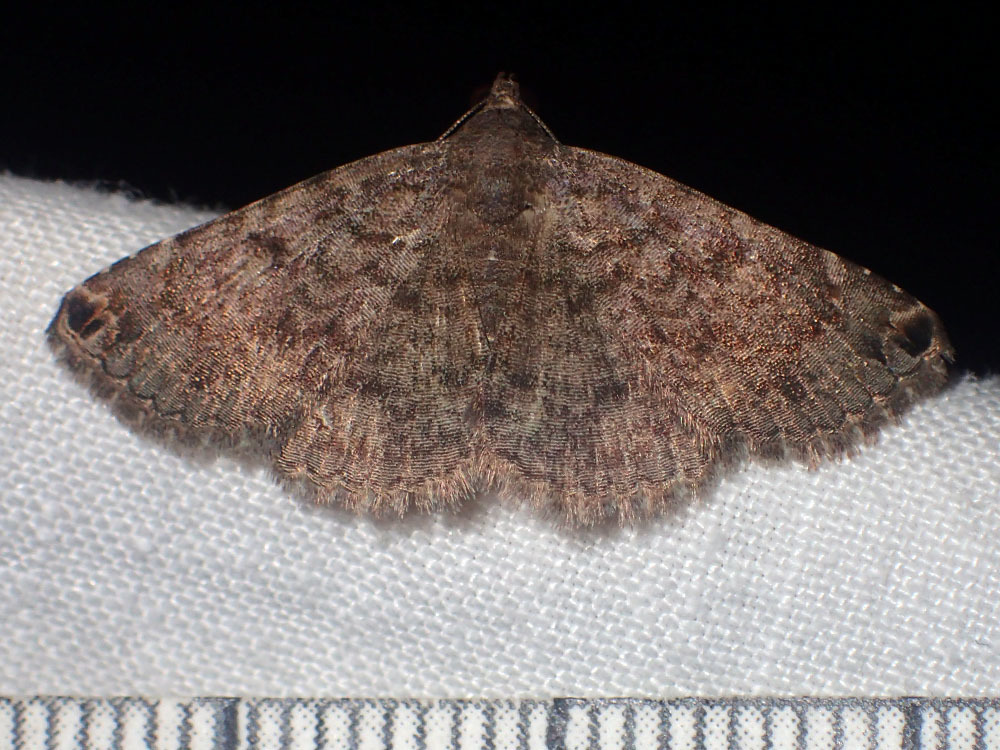Toxonprucha strigalis