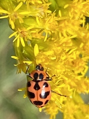 Coleomegilla maculata