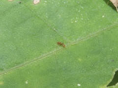 Temnothorax schaumii