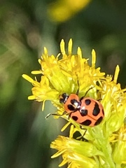 Coleomegilla maculata