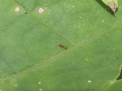 Temnothorax schaumii