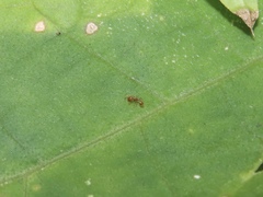 Temnothorax schaumii