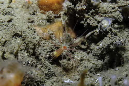 worm anemone