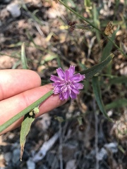 Stephanomeria cichoriacea