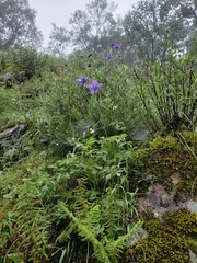 Delphinium pedatisectum