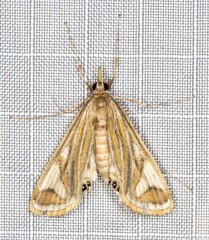 Strepsinoma foveata