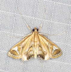 Strepsinoma foveata