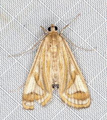 Strepsinoma foveata