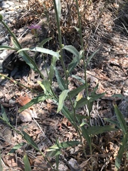 Stephanomeria cichoriacea