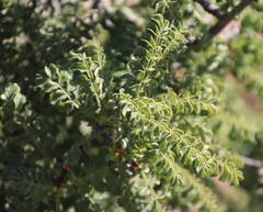 Erythrophysa alata