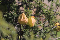 Erythrophysa alata
