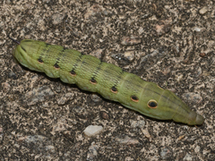Xylophanes tersa