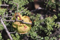 Erythrophysa alata