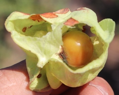 Erythrophysa alata