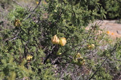 Erythrophysa alata