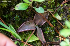 Pinguicula oblongiloba