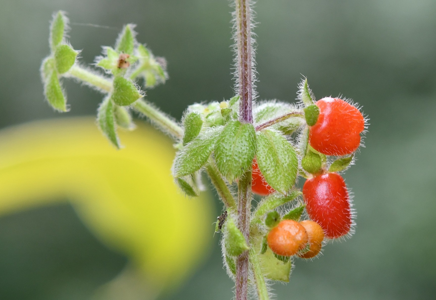 Galium hypocarpium