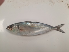 Selar crumenophthalmus