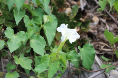 Ipomoea suaveolens